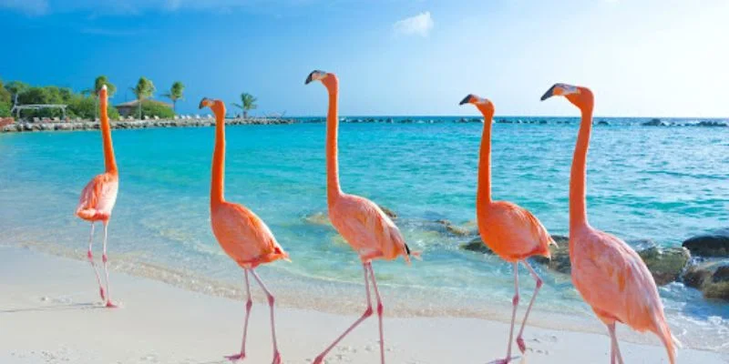 Porter Airlines Aruba Office