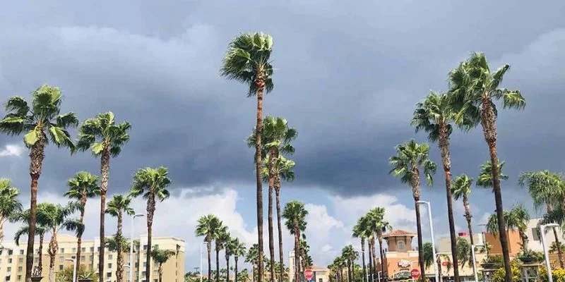 McAllen